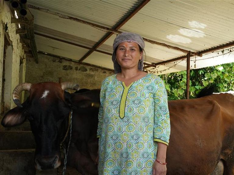Jersey Valleys Nepal: Fostering Resilience through Sustainable Dairy Development (JVN Nepal)