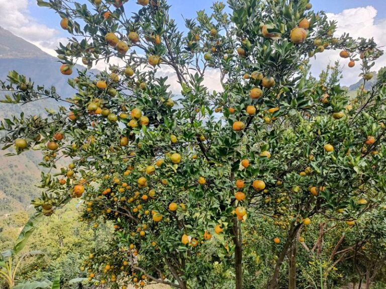 Kesra Brand that Changed Farmers’ Fortunes in Kathekhola