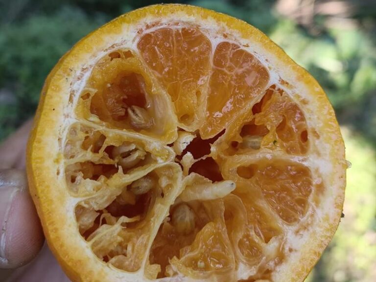 Reviving Mandarin Orchards in Kathekhola through Protein Bait Technology